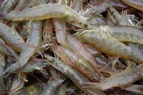 養蝦時用可以用沸石粉嗎？用料多少？
