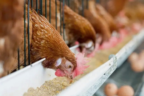沸石粉用作飼料添加劑有什么優點？-國投盛世