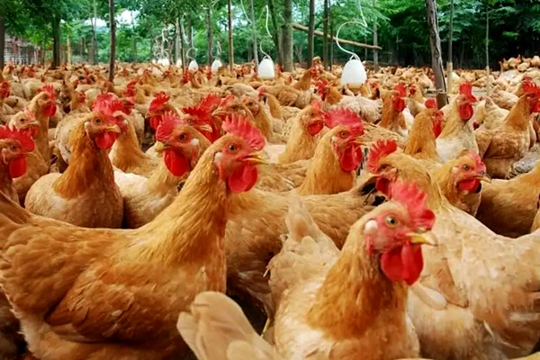 沸石應(yīng)用于飼料和墊料領(lǐng)域-國投盛世