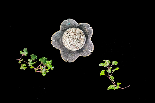 天然沸石對油菜種植有什么影響？-國投盛世