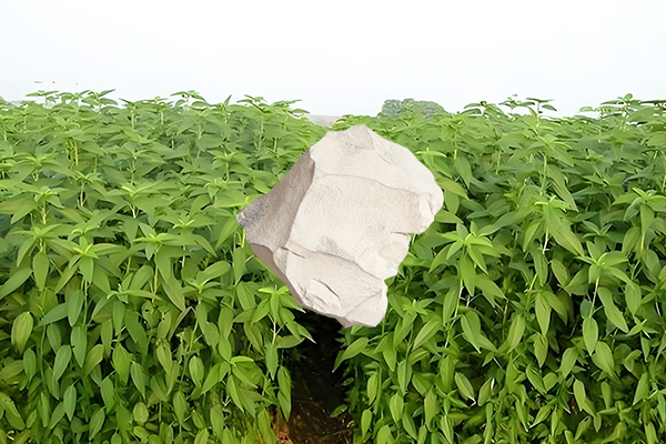 黃麻種植過程中添加沸石能否有效提升產量？