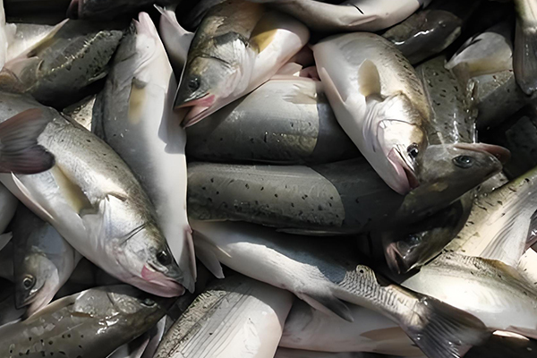 用200目沸石粉養清江魚合適嗎？-國投盛世