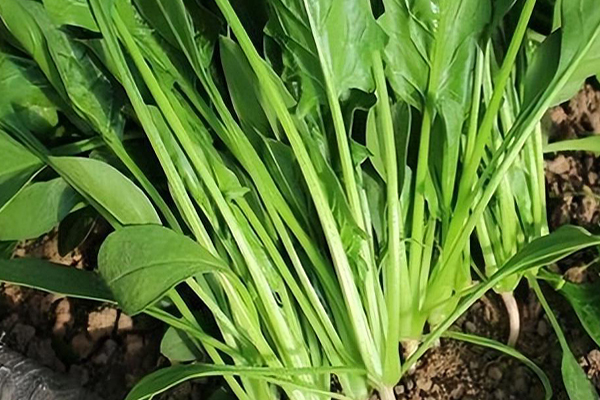 沸石能否對菠菜的種植進行增產？