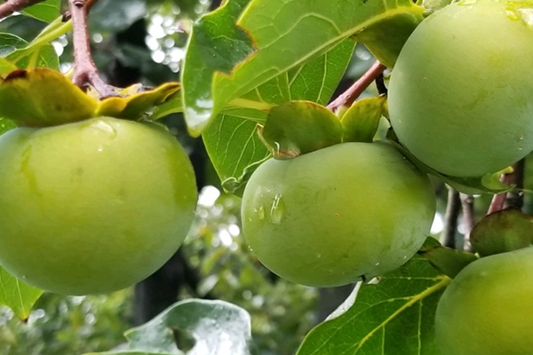 沸石對(duì)柿子增產(chǎn)有幫助嗎？