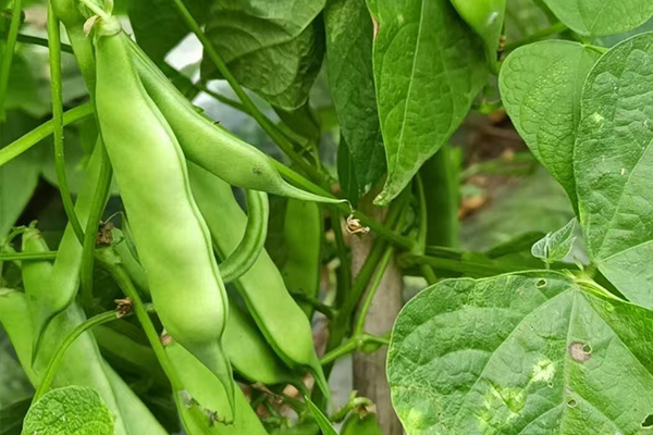 沸石能為扁豆種植帶來哪些改變？-國投盛世