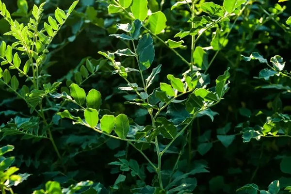 甘草種植時添加沸石能增產(chǎn)嗎？-國投盛世