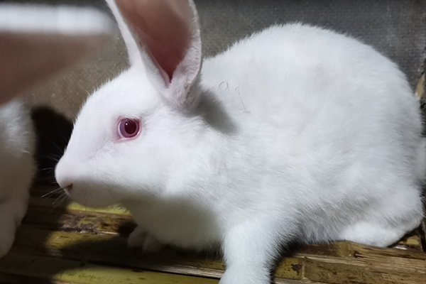 飼養家兔時可以使用沸石嗎？