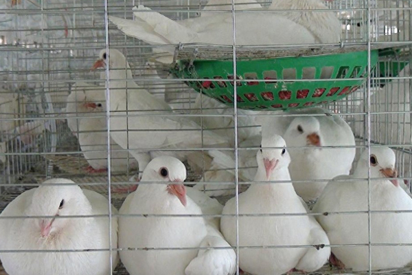 為什么肉鴿飼料中添加沸石能促進健康與生產？