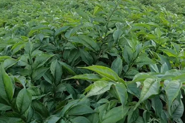種植魔芋時加入沸石能提高產量嗎？