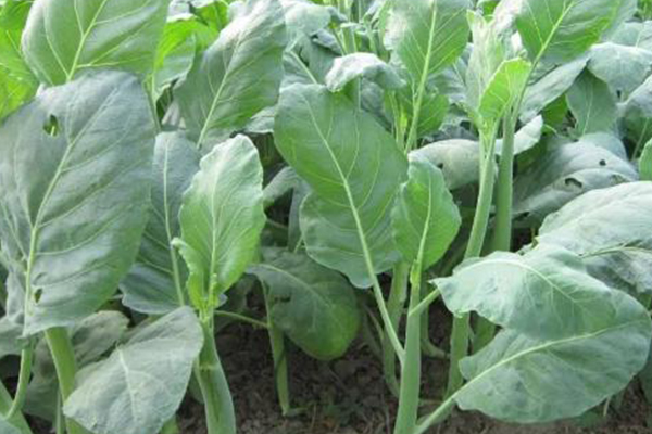 為何在種植芥藍(lán)時(shí)選擇添加沸石？