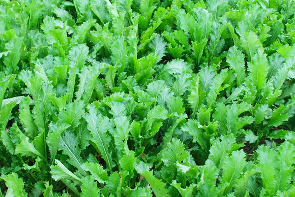 種植雪里蕻時加入沸石能提升產量嗎？-國投盛世
