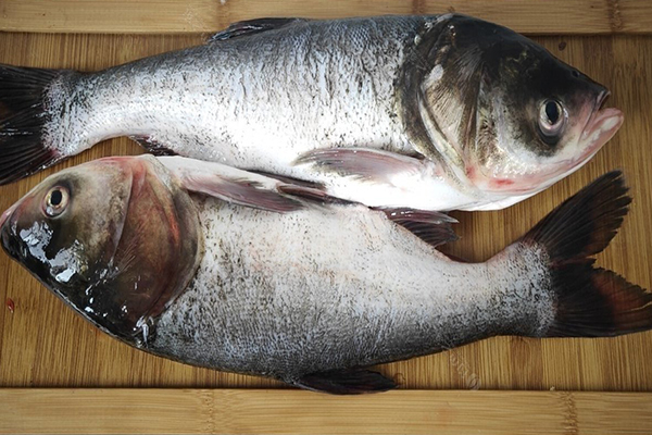 養胖頭魚時加入沸石能提升養殖效果嗎？-國投盛世