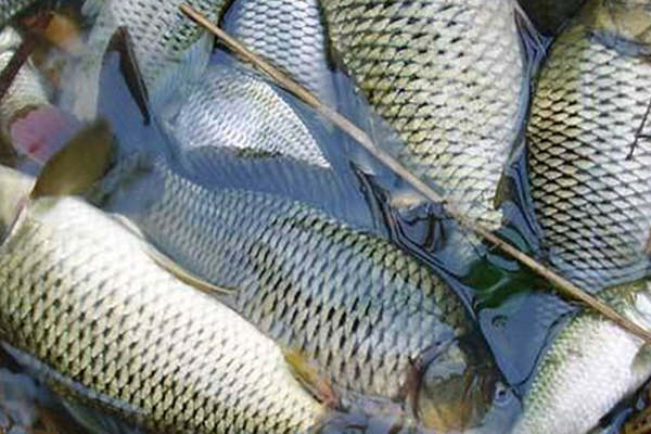 養(yǎng)淡水魚(yú)時(shí)添加沸石能提升水質(zhì)嗎？