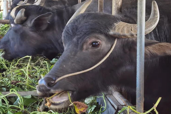 沸石能提升水牛飼養(yǎng)效率嗎？