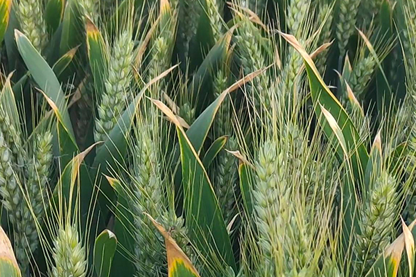 小麥種植時(shí)何時(shí)添加沸石效果最好？-國(guó)投盛世