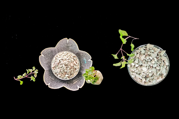 小麥種植時(shí)何時(shí)添加沸石效果最好？-國(guó)投盛世