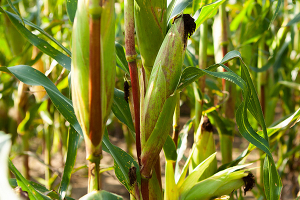 玉米種植何時(shí)添加沸石效果最佳？-國(guó)投盛世